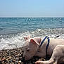 Taz a rejoint le concours — aidez-le/la à gagner de superbes lots ! puppy, dog, beach, pebbles, water, waves, sky, harness, outdoor, sunlight, animal, pet, white_dog, sea, shore, nature, closeup, curious, young_dog, lying_down