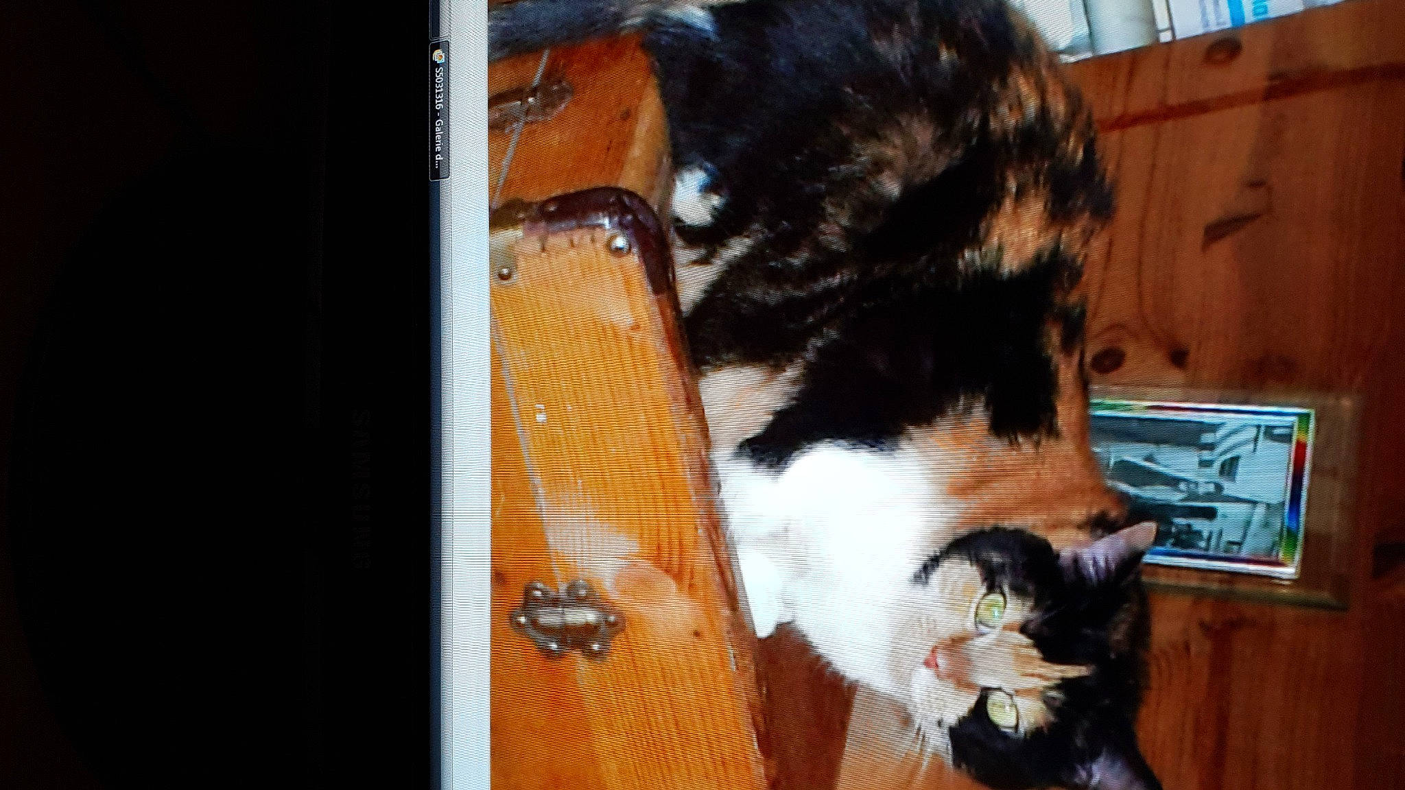 Bunny a rejoint le concours — aidez-le/la à gagner de superbes lots ! brown, canidae, carnivore, cat, claw, dog_breed, domestic_short_haired_cat, fawn, felidae, fur, hardwood, human_leg, plant, small_to_medium_sized_cats, snout, sporting_group, tail, tree, whiskers, wood