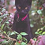 black_cat, cat, animal, pet, collar, pink_collar, green_leaves, purple_leaves, berries, nature, outdoor, close_up, cute, fur, whiskers, eyes, sitting, plant, branch, portrait