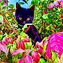 Wendsday is registered to the contest to win money with this photo: black_cat, cat, animal, pet, outdoor, foliage, leaves, green_leaves, pink_leaves, nature, wildlife, eyes, collar, plant, bush, colorful, closeup, curious, mystery, summer