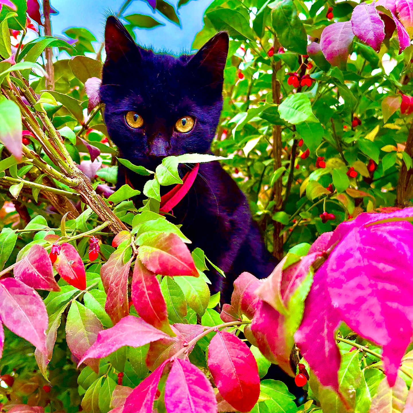 Wendsday is registered to the contest to win money with this photo: animal, black_cat, bush, cat, closeup, collar, colorful, curious, eyes, foliage, green_leaves, leaves, mystery, nature, outdoor, pet, pink_leaves, plant, summer, wildlife
