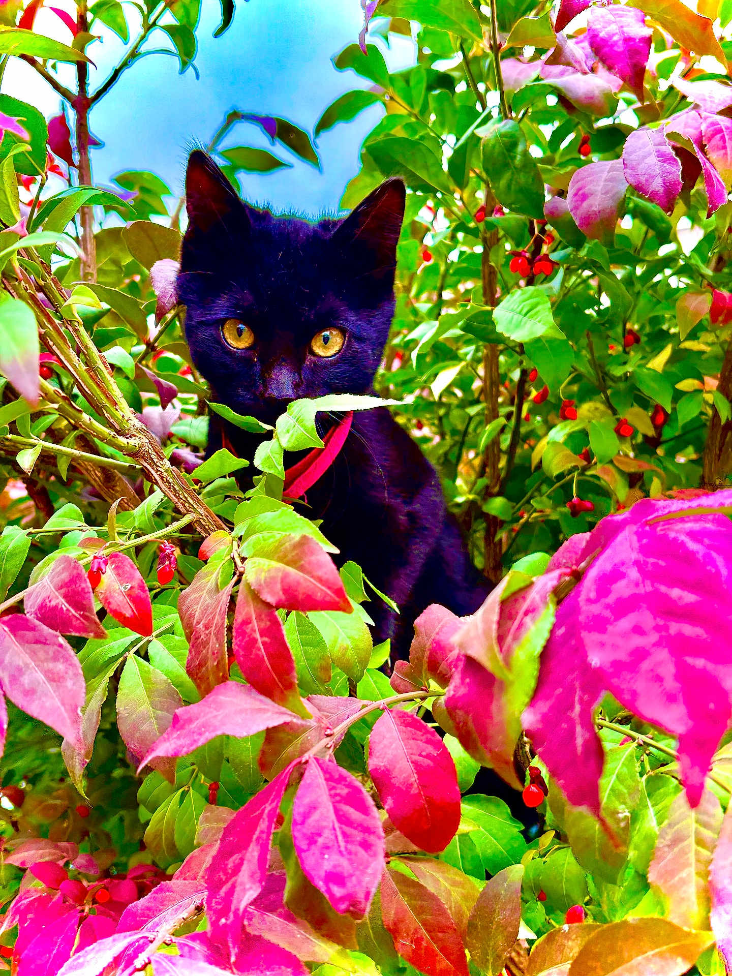 Wendsday is registered to the contest to win money with this photo: black_cat, cat, animal, pet, outdoor, foliage, leaves, green_leaves, pink_leaves, nature, wildlife, eyes, collar, plant, bush, colorful, closeup, curious, mystery, summer