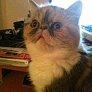 Glycine a rejoint le concours — aidez-le/la à gagner de superbes lots !