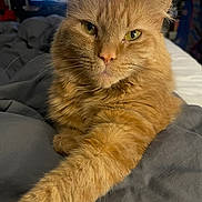 Linda joined the competition — help win amazing prizes! cat, orange_cat, pet, feline, close_up, paw, fur, bed, blanket, indoor, relaxed, stretching, animal, whiskers, portrait, domestic, cute, yellow_eyes, furry, resting