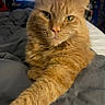 cat, orange_cat, pet, feline, close_up, paw, fur, bed, blanket, indoor, relaxed, stretching, animal, whiskers, portrait, domestic, cute, yellow_eyes, furry, resting