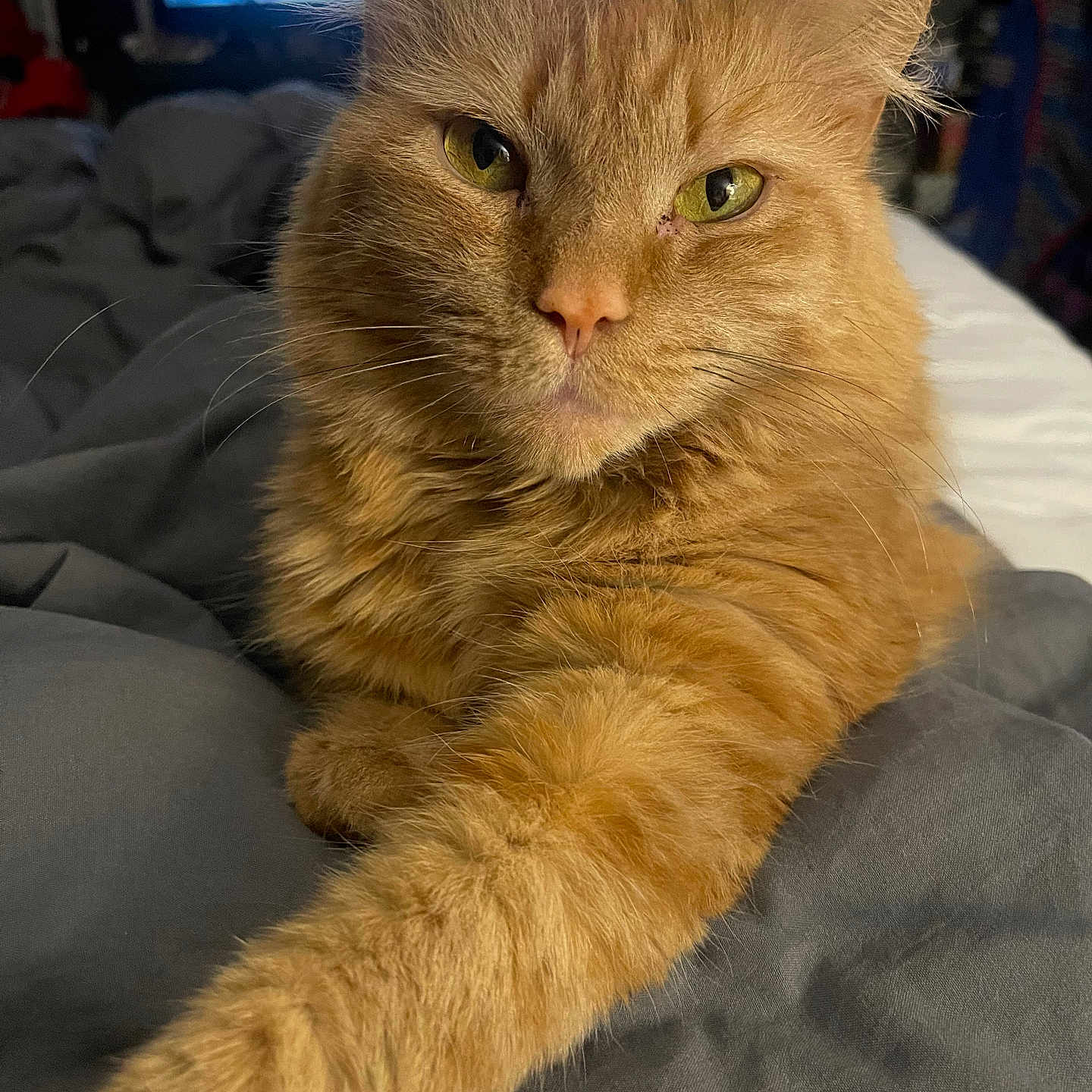 Linda joined the competition — help win amazing prizes! cat, orange_cat, pet, feline, close_up, paw, fur, bed, blanket, indoor, relaxed, stretching, animal, whiskers, portrait, domestic, cute, yellow_eyes, furry, resting