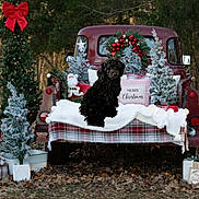 Axle joined the competition — help win amazing prizes! black_dog, blanket, christmas_tree, dog, festive, forest, gift_boxes, holiday, holiday_decorations, leaves, ornaments, outdoor, pine_trees, plaid, red_bow, santa_figurine, seasonal, vintage_truck, winter, wreath