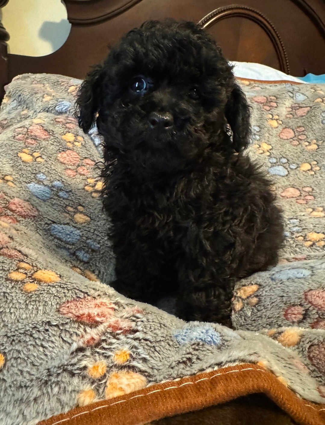 Axle joined the competition — help win amazing prizes! puppy, dog, black_dog, curly_fur, pet, bed, blanket, paw_print, cozy, indoor, furniture, wood, cute, animal, young_dog, fur, portrait, resting, looking, small