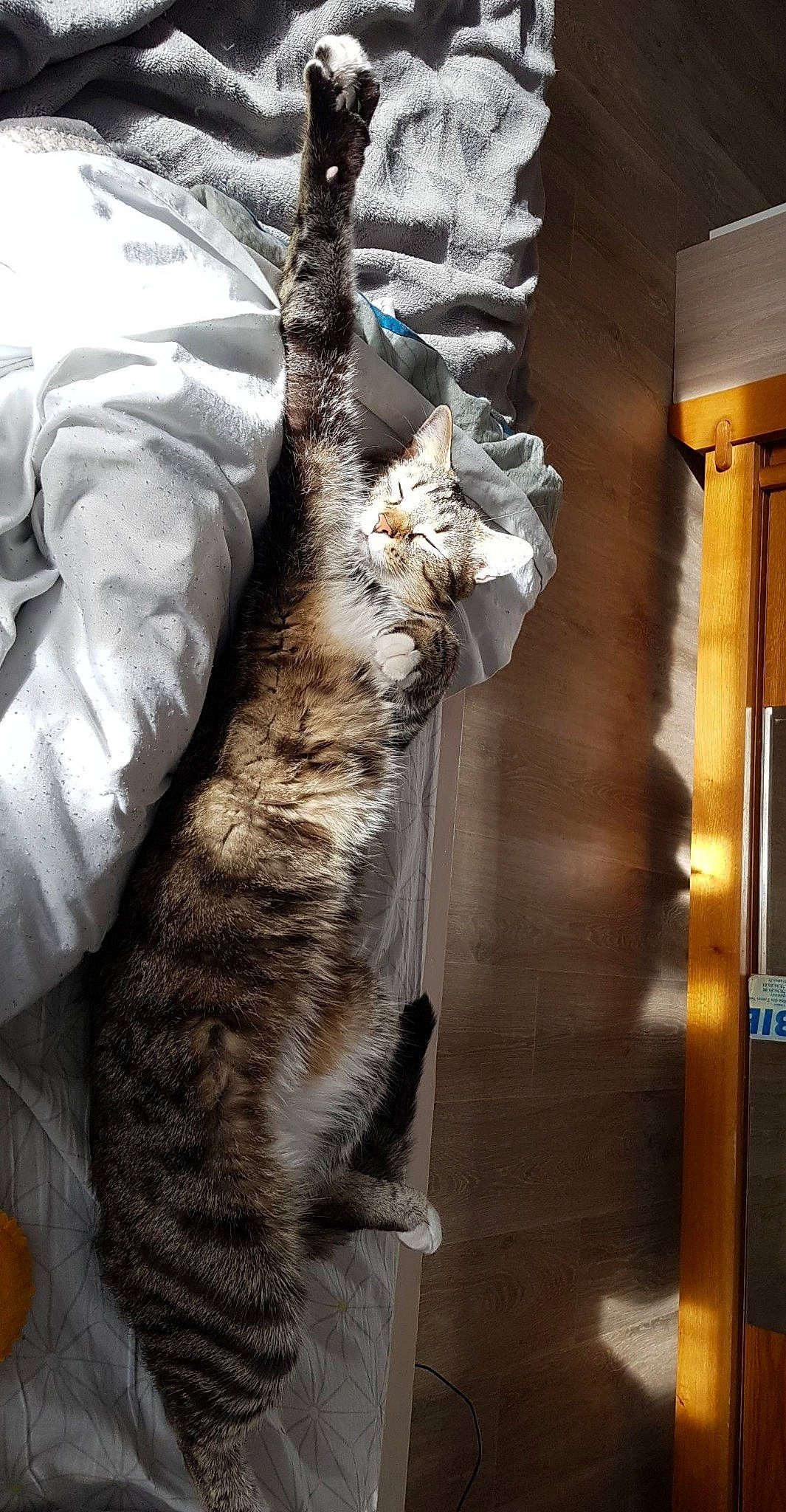 Noctis a rejoint le concours — aidez-le/la à gagner de superbes lots ! carnivore, cat, european_shorthair, felidae, fur, norwegian_forest_cat, small_to_medium_sized_cats, tabby_cat, tail, whiskers