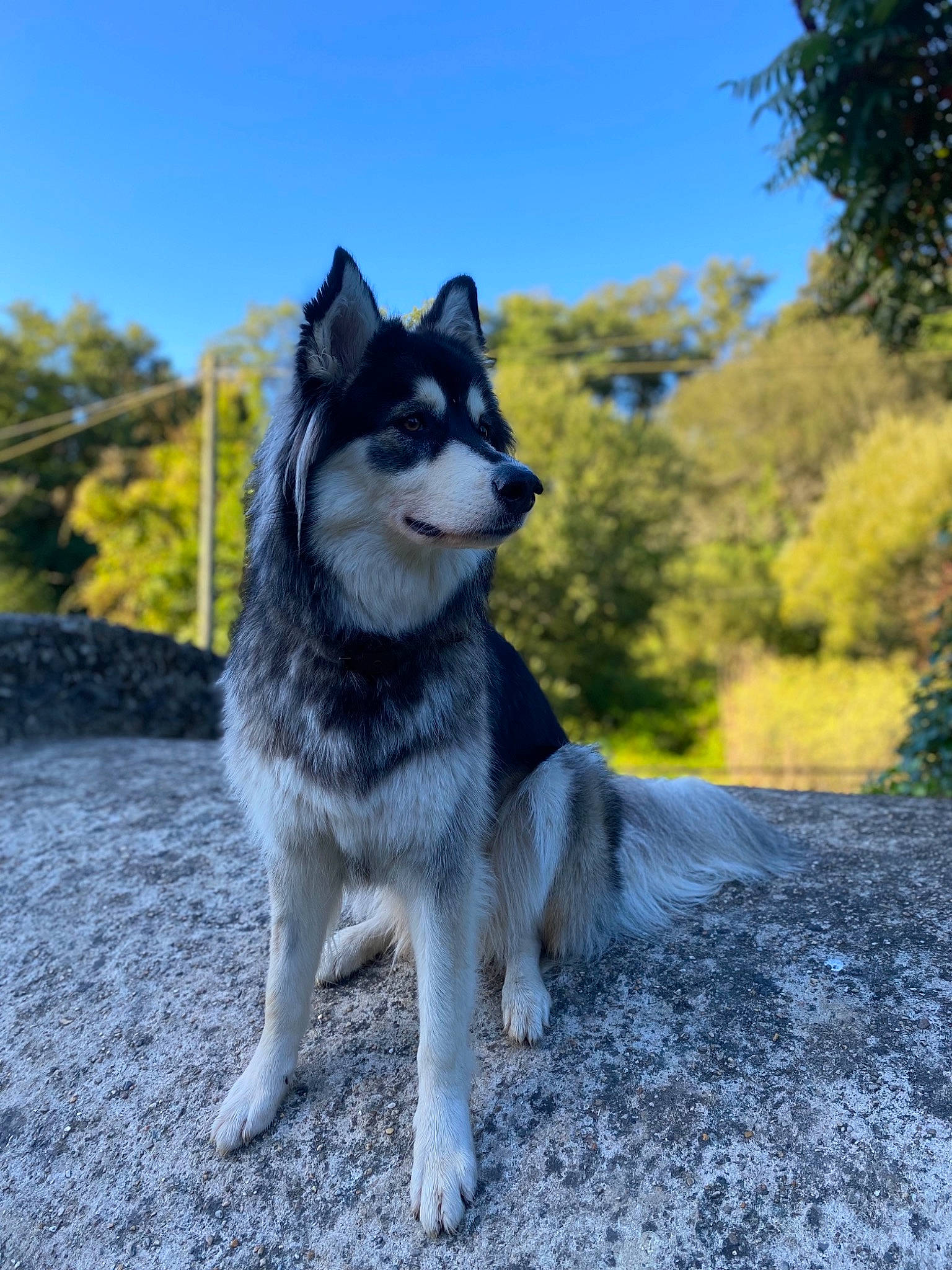 Naya participe au concours pour gagner de l'argent avec cette photo : canidae, canis, carnivore, companion_dog, dog, dog_breed, electric_blue, fawn, fur, grass, grey, siberian_husky, sky, sled_dog, snout, sporting_group, tail, tree, working_animal, working_dog