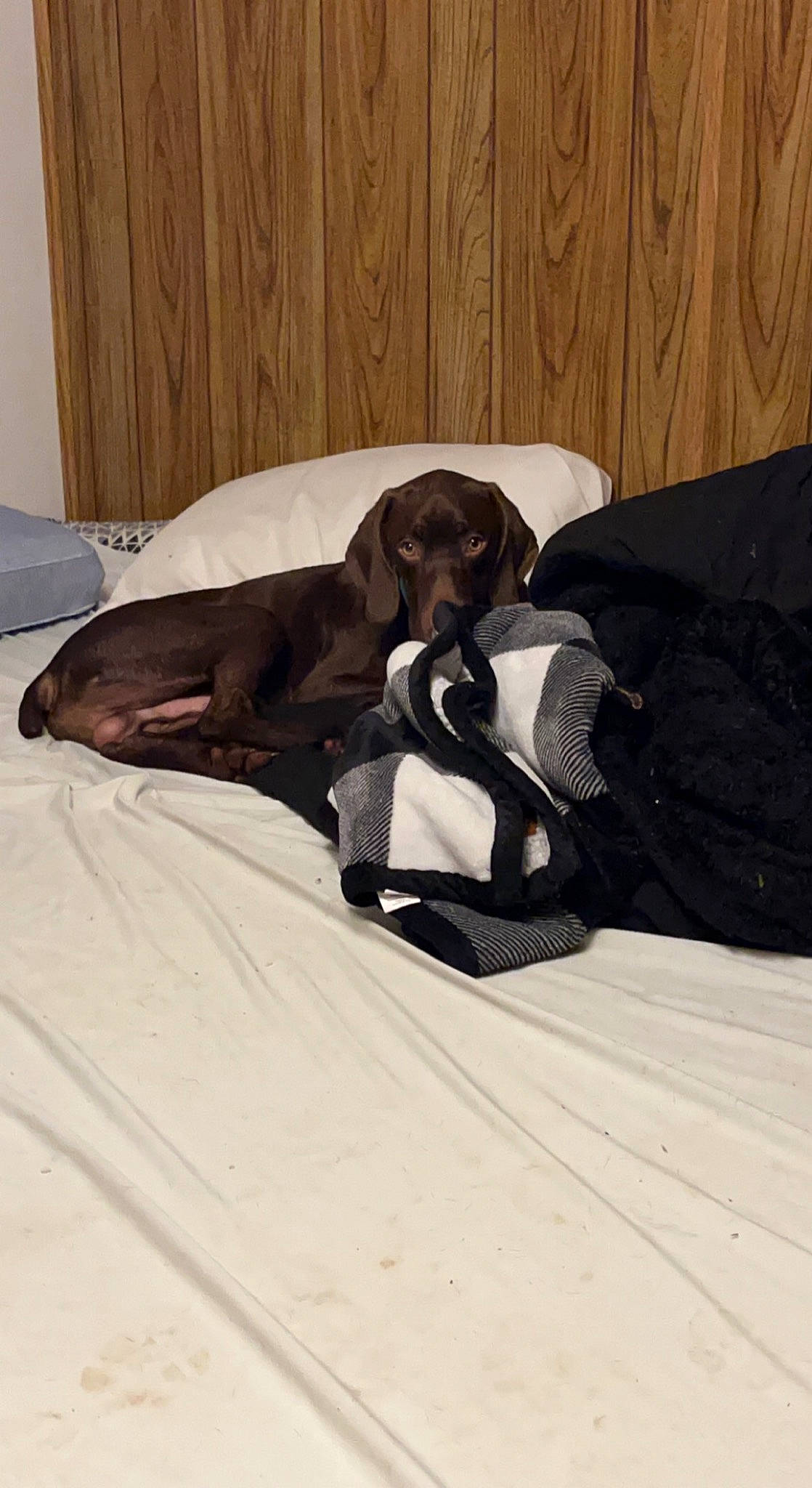 Buck is registered to the contest to win money with this photo: bed, bed_sheet, bedding, canidae, carnivore, comfort, companion_dog, dog, dog_breed, dog_supply, fawn, flooring, guard_dog, hardwood, linens, puppy, room, sporting_group, wood, working_animal