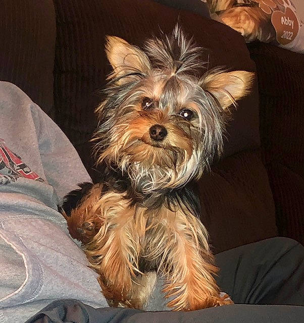 Tank is registered to the contest to win money with this photo: biewer_terrier, canidae, carnivore, companion_dog, dog, dog_breed, dog_supply, fashion_accessory, fawn, fur, liver, small_terrier, snout, sporting_group, terrier, toy_dog, working_animal, yorkipoo, yorkshire_terrier