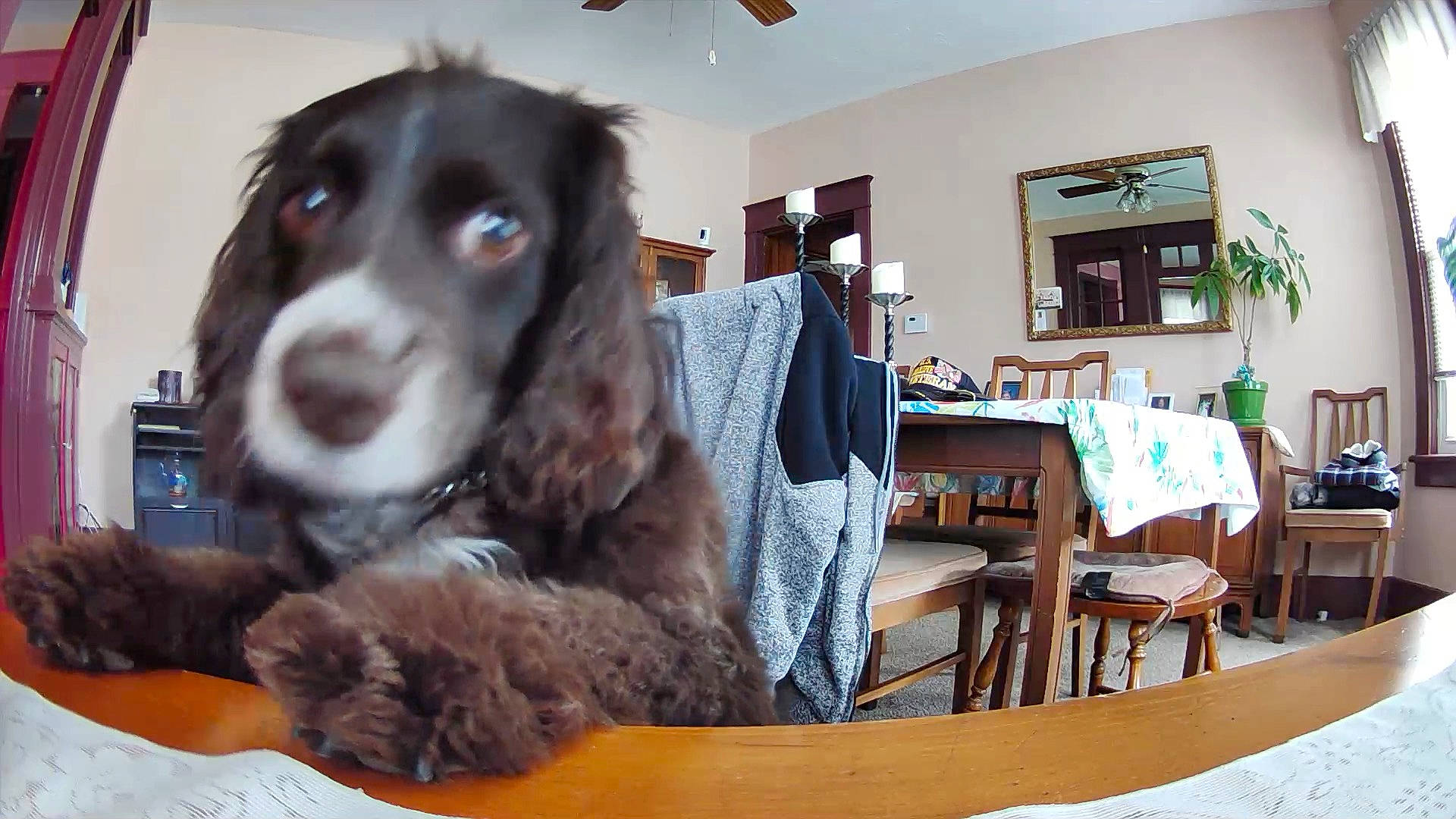 Rosie is registered to the contest to win money with this photo: canidae, carnivore, chair, companion_dog, dog, dog_breed, event, fur, gun_dog, hardwood, houseplant, liver, picture_frame, plant, room, snout, spaniel, sporting_group, table, working_animal