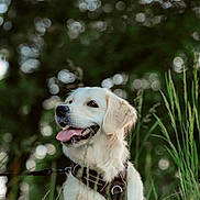 Cookie participe au concours pour gagner de l'argent avec cette photo : animal, background_blur, canine, collar, dog, field, fur, golden_retriever, grass, greenery, happy, leash, muzzle, nature, outdoor, pet, portrait, summer, sunlight, tongue_out