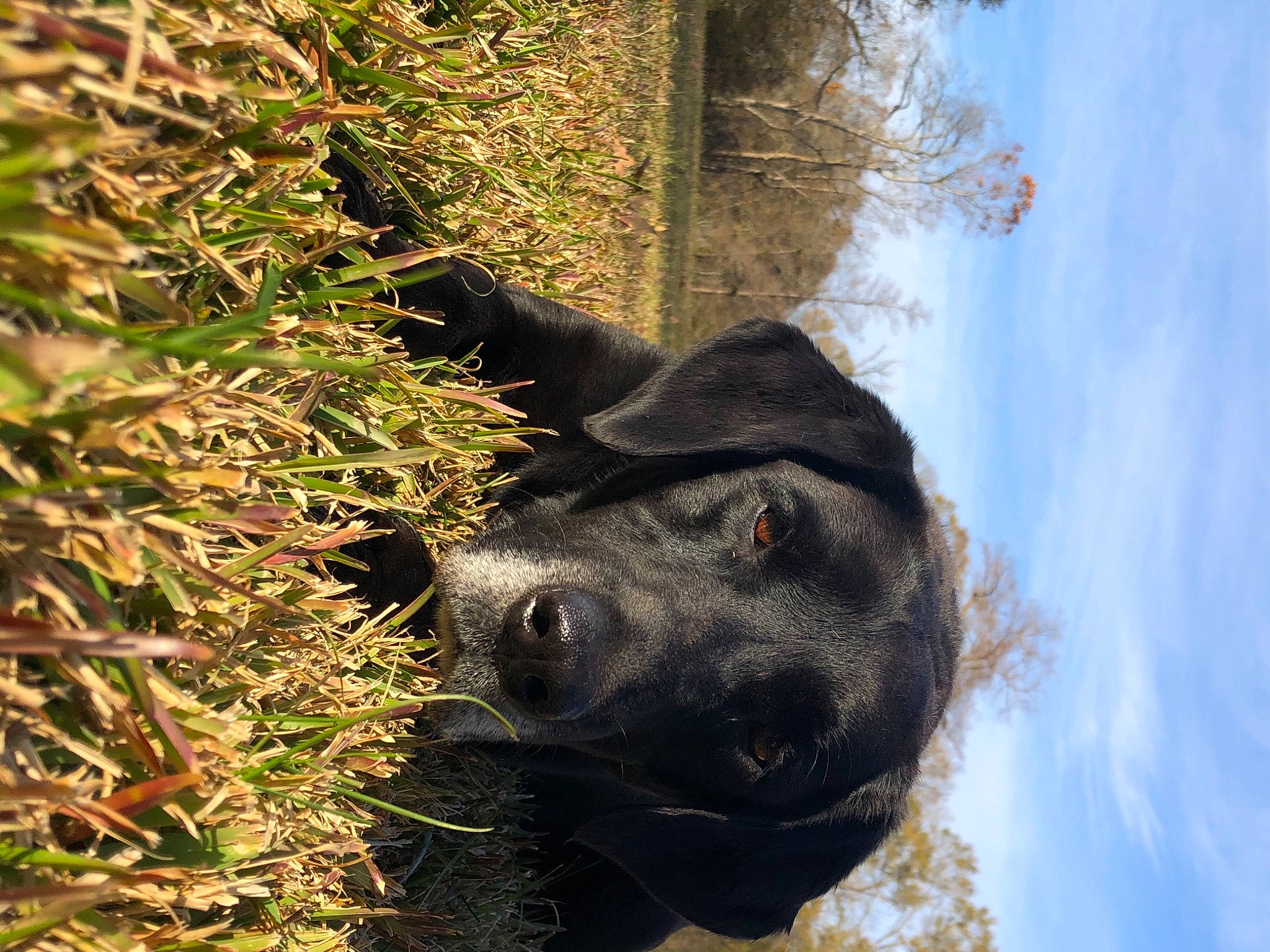 Savannah joined the competition — help win amazing prizes! borador, canidae, carnivore, companion_dog, dog, dog_breed, fur, grass_family, hunting_dog, labrador_retriever, retriever, snout, sporting_group, sunlight, whiskers, working_animal, working_dog