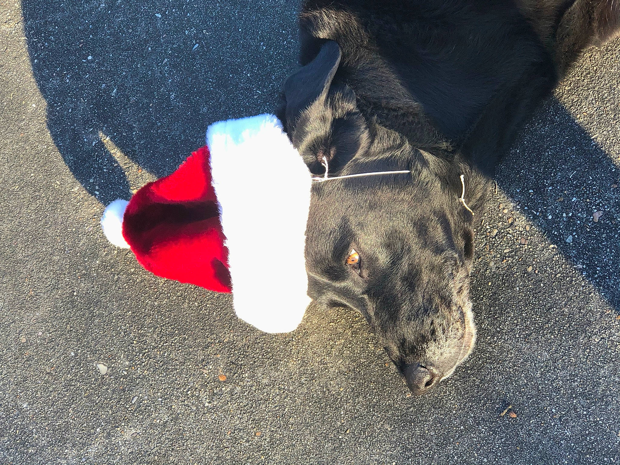 Savannah is registered to the contest to win money with this photo: canidae, carmine, carnivore, collar, coquelicot, dog, dog_breed, dog_collar, dog_supply, fur, pet_supply, shadow, snout, tar, working_animal