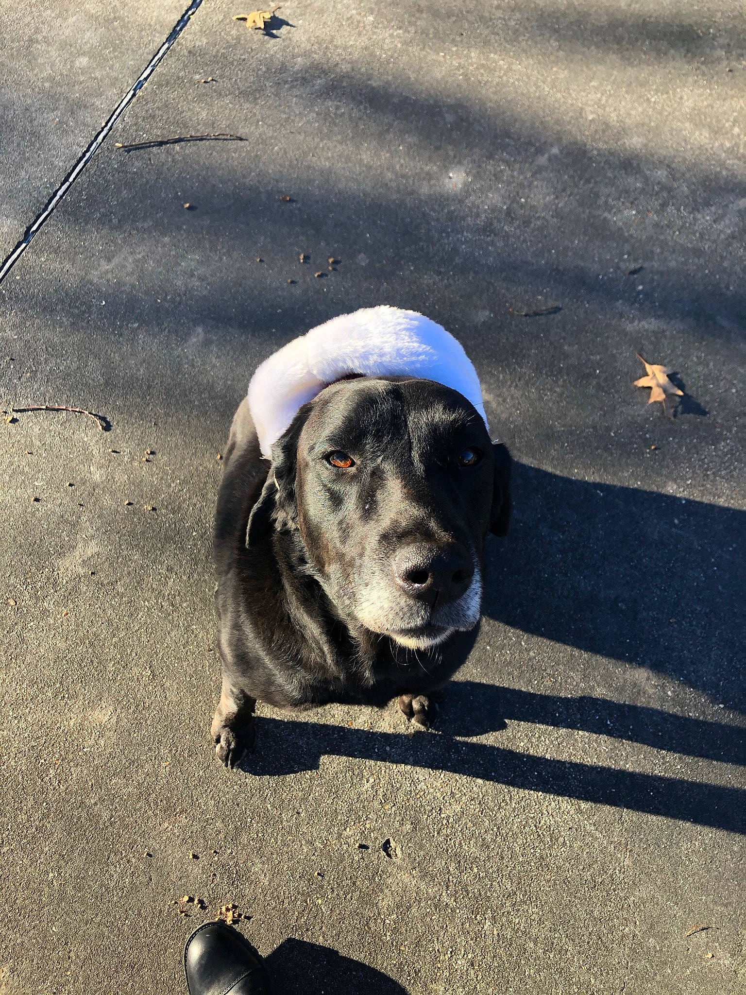 Savannah is registered to the contest to win money with this photo: asphalt, canidae, carnivore, companion_dog, dog, dog_breed, leash, road, road_surface, shadow, sidewalk, snout, sporting_group, tar, working_animal