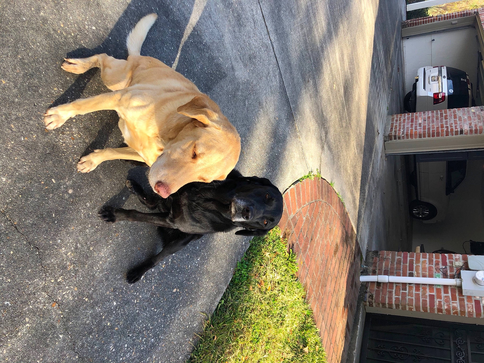 Beauregard joined the competition — help win amazing prizes! canidae, carnivore, companion_dog, dog, dog_breed, fawn, guard_dog, shadow, snout, sporting_group, tail, working_animal, working_dog