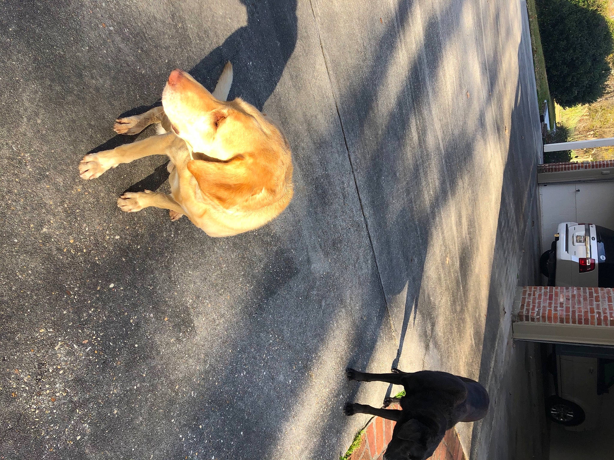Beauregard joined the competition — help win amazing prizes! asphalt, canidae, carnivore, companion_dog, dog, dog_breed, fawn, road_surface, shadow, sporting_group, tar, working_animal