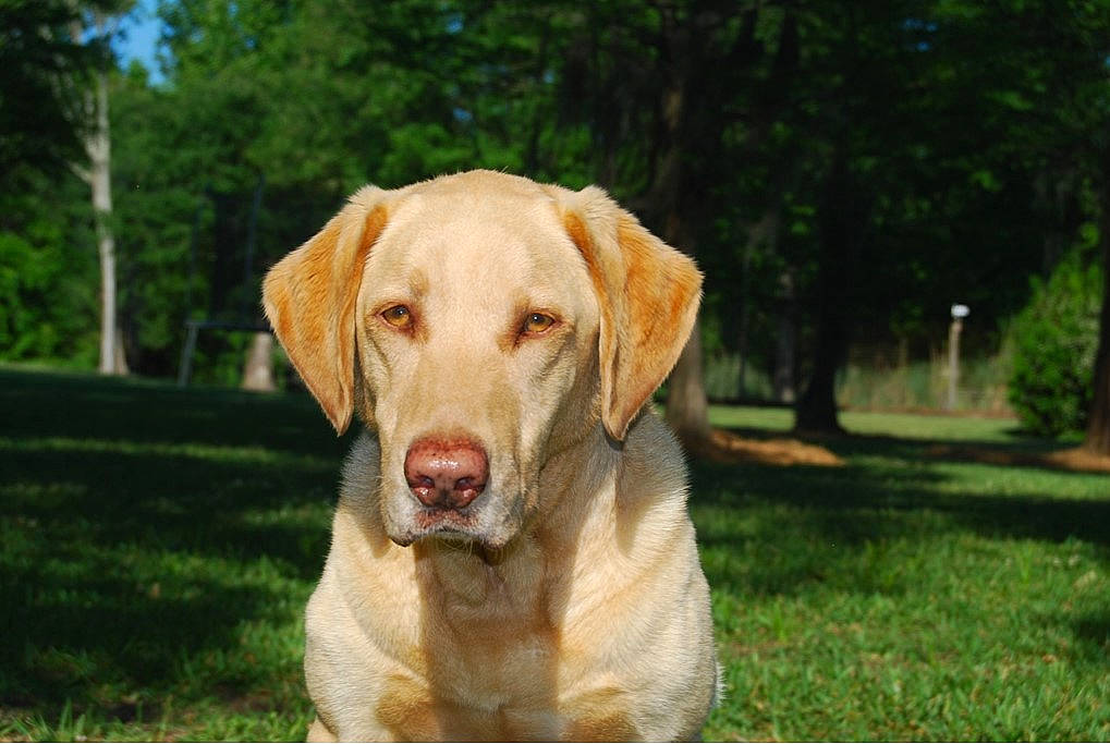 Beauregard joined the competition — help win amazing prizes! canidae, carnivore, companion_dog, dog, dog_breed, fawn, grass_family, guard_dog, gun_dog, hunting_dog, labrador_retriever, retriever, snout, sporting_group, whiskers, woodland, working_animal, working_dog