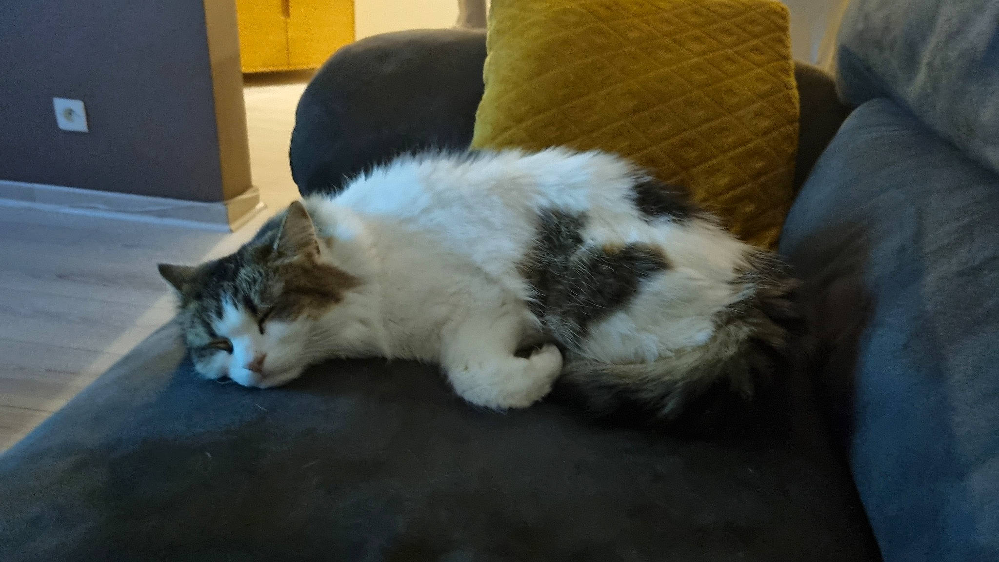 Nutella participe au concours pour gagner de l'argent avec cette photo : carnivore, cat, claw, comfort, couch, domestic_short_haired_cat, felidae, flooring, fur, hardwood, living_room, nap, paw, small_to_medium_sized_cats, tail, whiskers