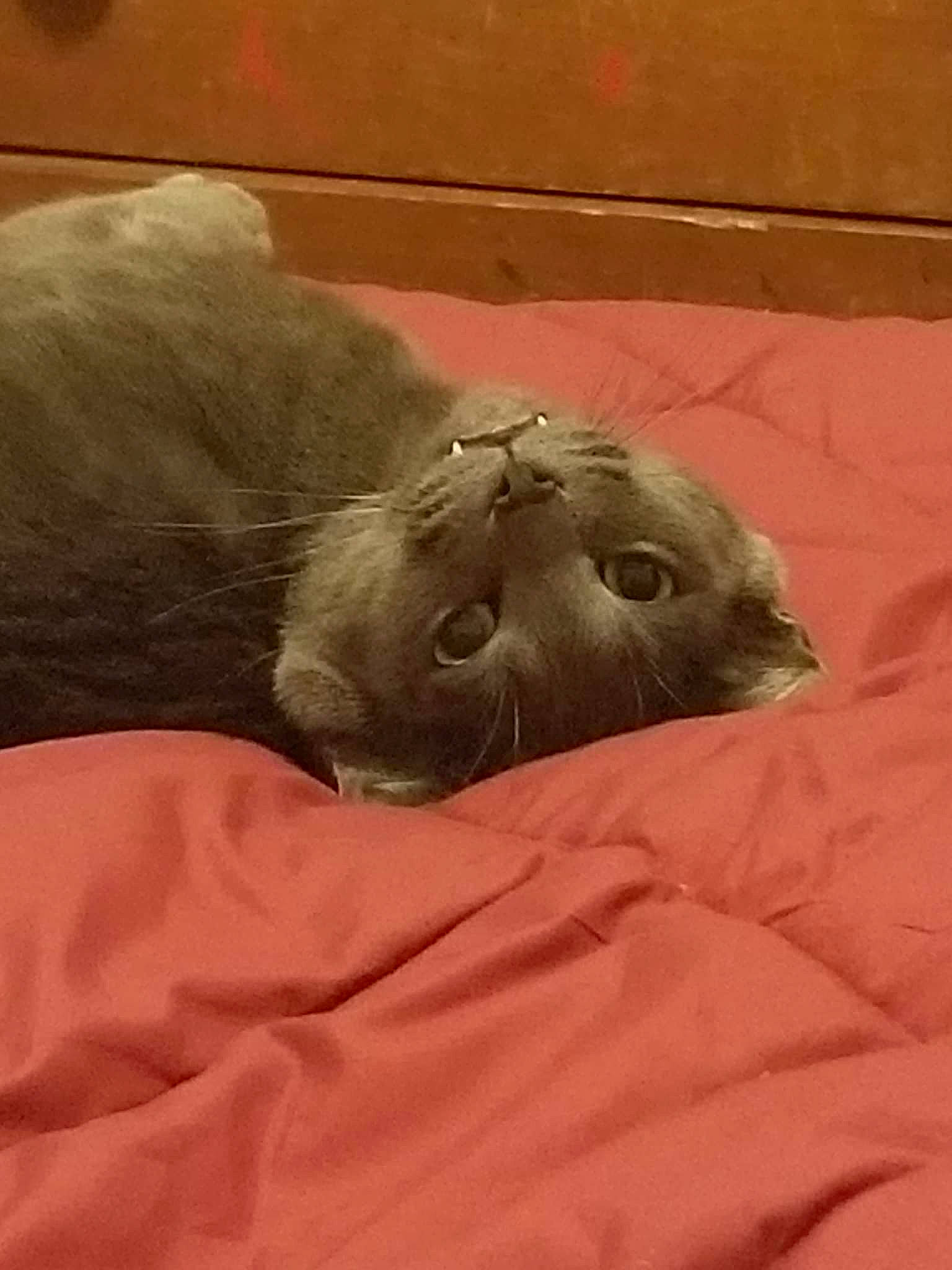 Toobi is registered to the contest to win money with this photo: art, carnivore, comfort, dog_breed, eye, fawn, felidae, fur, grey, linens, liver, marine_mammal, sculpture, small_to_medium_sized_cats, snout, terrestrial_animal, whiskers, wildlife, working_animal, wrinkle