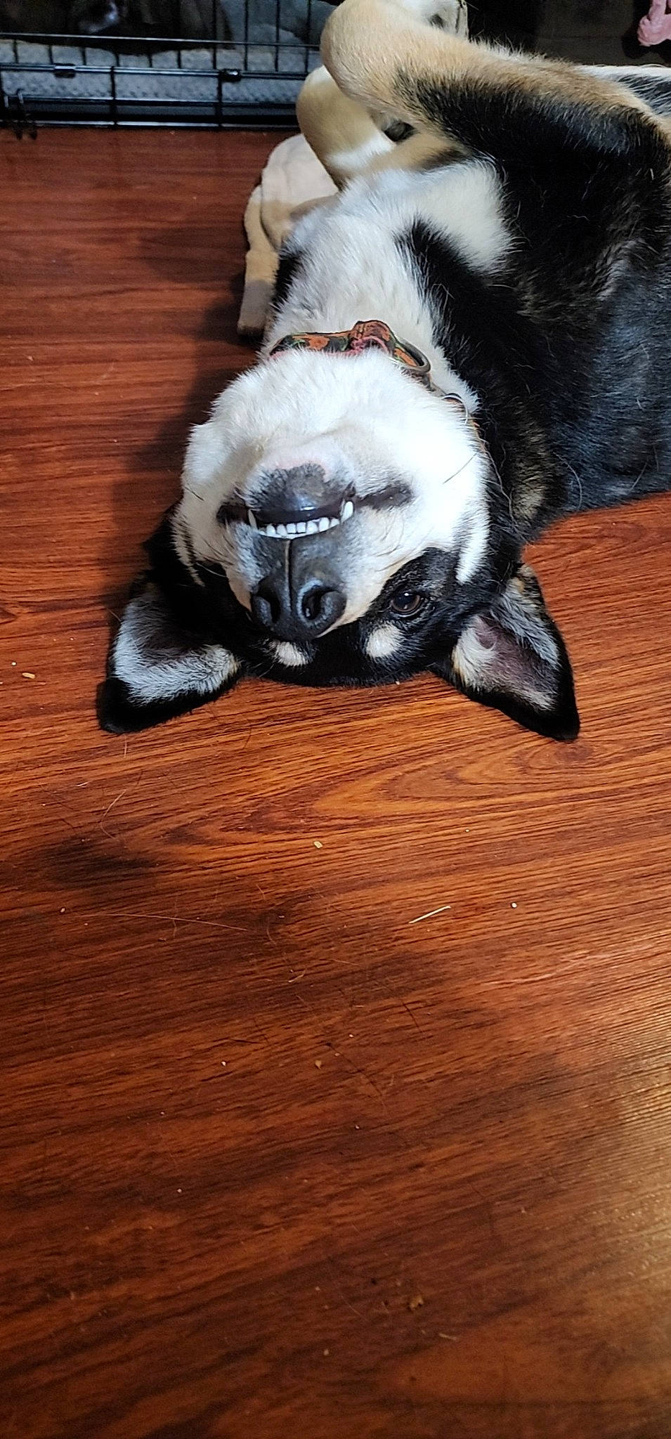 Babbs is registered to the contest to win money with this photo: boston_terrier, carnivore, collar, comfort, companion_dog, dog, dog_breed, fawn, flooring, hardwood, mammal, paw, tail, varnish, vertebrate, whiskers, wood, wood_flooring, wood_stain, working_animal