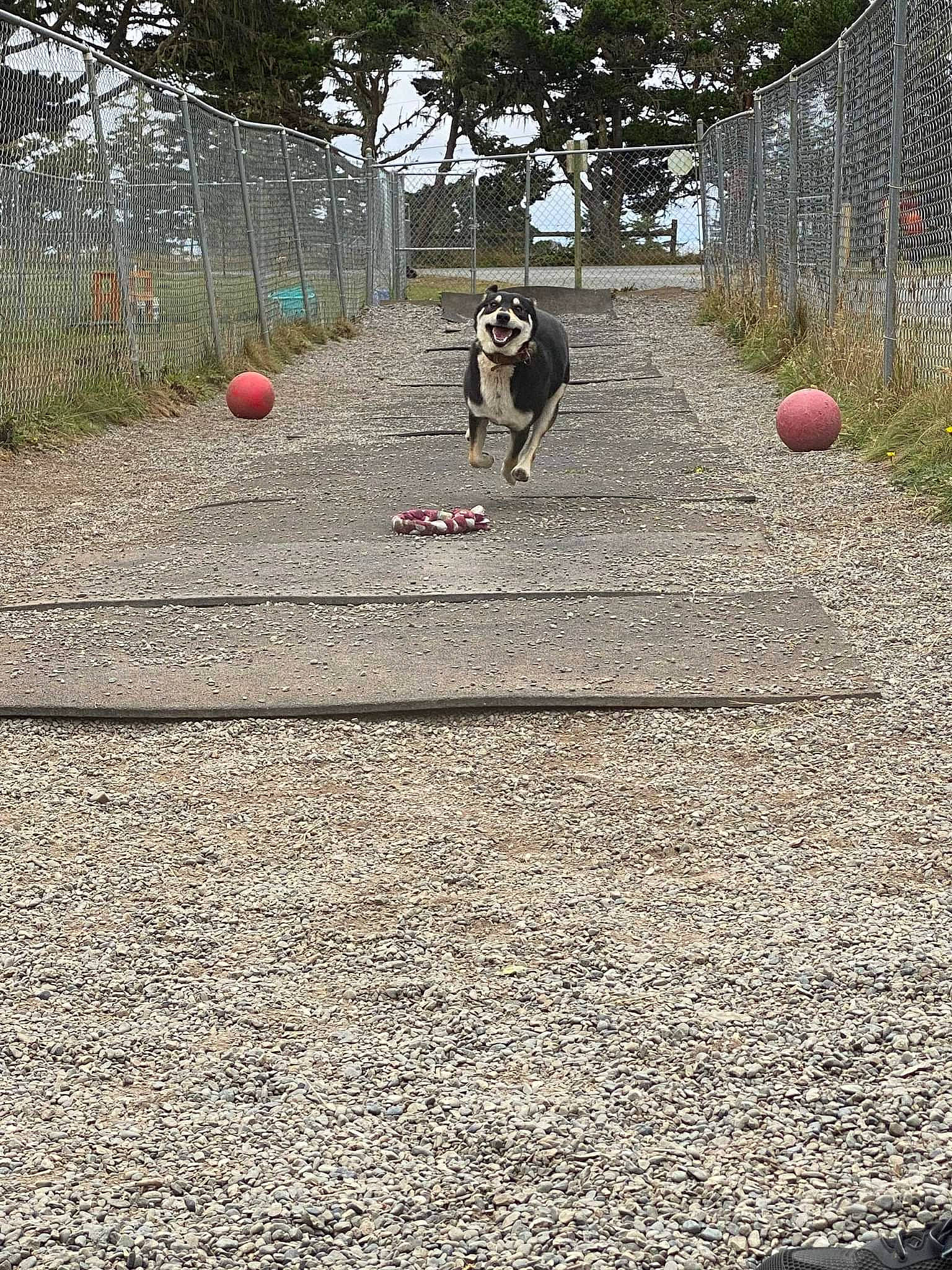 Babbs is registered to the contest to win money with this photo: asphalt, ball, ball_game, competition_event, dog, fun, games, grass, landscape, leisure, plant, player, recreation, road, road_surface, sidewalk, soil, sports, sports_equipment, tree