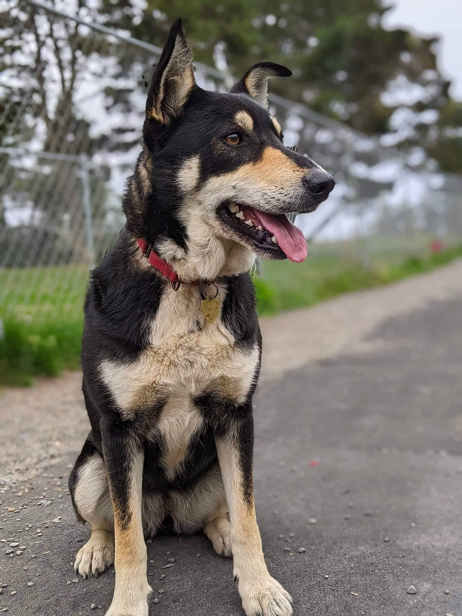 Babbs joined the competition — help win amazing prizes! canidae, carnivore, collar, companion_dog, dog, dog_breed, dog_collar, dog_supply, fang, leash, paw, pet_supply, road_surface, snout, sporting_group, tail, terrestrial_animal, tree, working_animal, working_dog