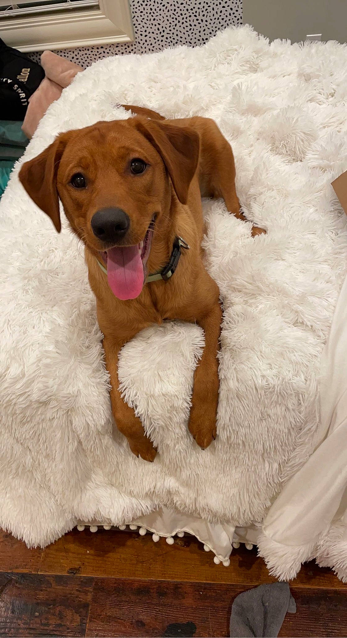 Hazel is registered to the contest to win money with this photo: canidae, carnivore, collar, companion_dog, dog, dog_breed, dog_collar, dog_supply, fawn, fur, gun_dog, hunting_dog, liver, paw, pet_supply, snout, sporting_group, whiskers, working_animal