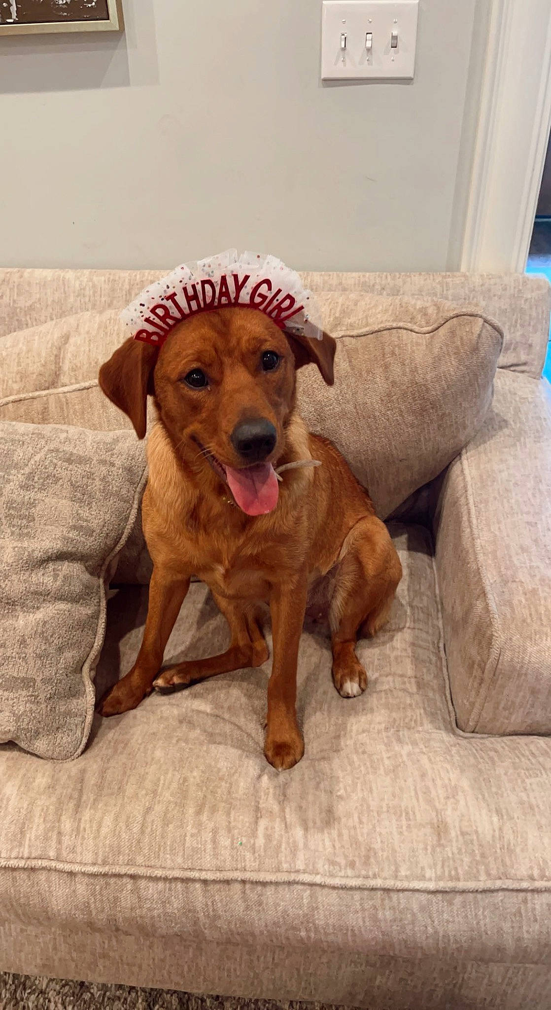 Hazel is registered to the contest to win money with this photo: ball, carnivore, chair, companion_dog, dog, dog_breed, fawn, hound, liver, paw, pet_supply, pointing_breed, snout, sporting_group, street_dog, tail, terrestrial_animal, whiskers, wood, working_animal