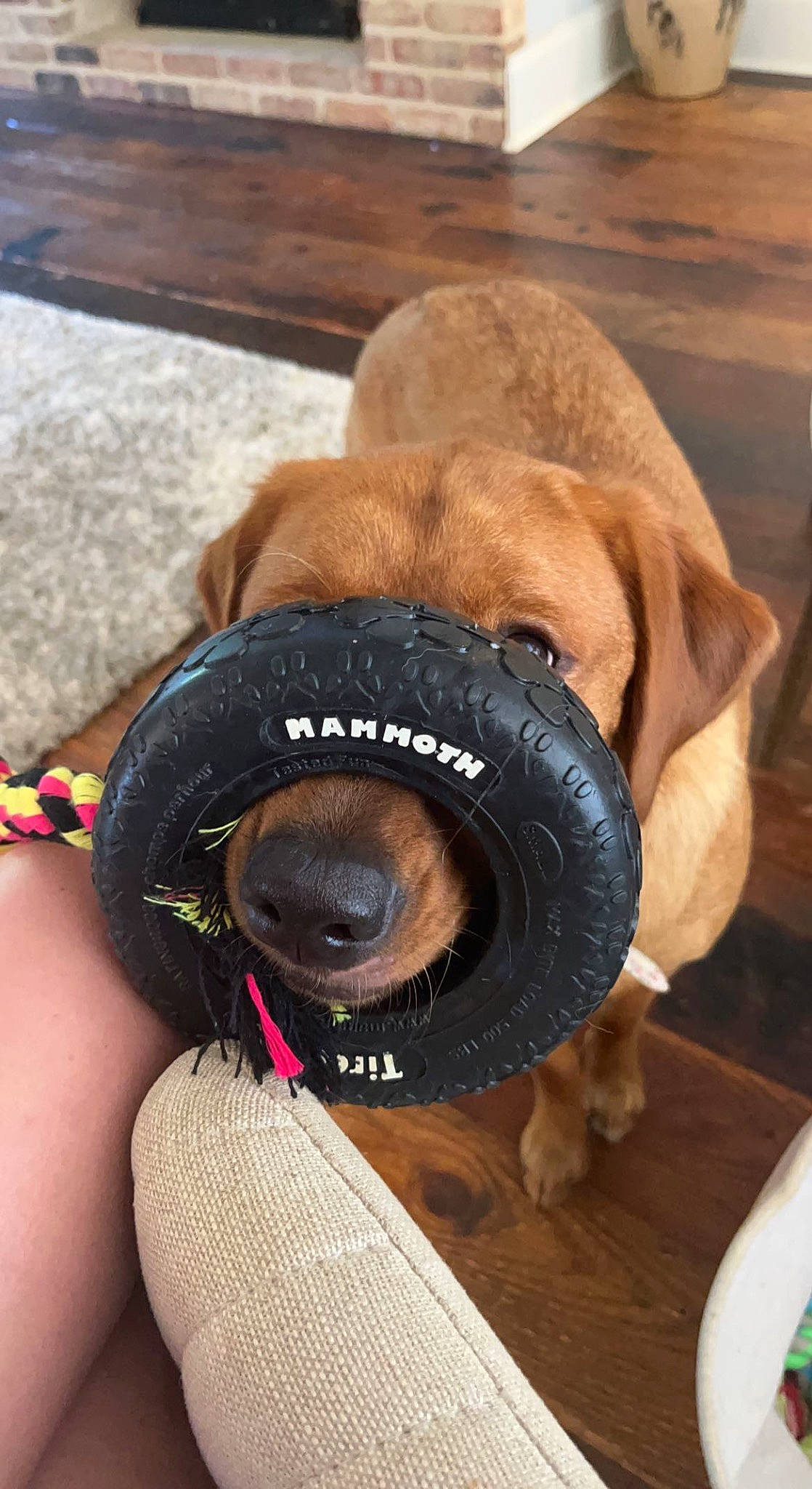 Hazel is registered to the contest to win money with this photo: camera, camera_lens, cameras_optics, carnivore, collar, companion_dog, digital_camera, dog, dog_breed, dog_collar, fawn, lens, liver, personal_protective_equipment, photographer, reflex_camera, single_lens_reflex_camera, snout, wood, working_animal