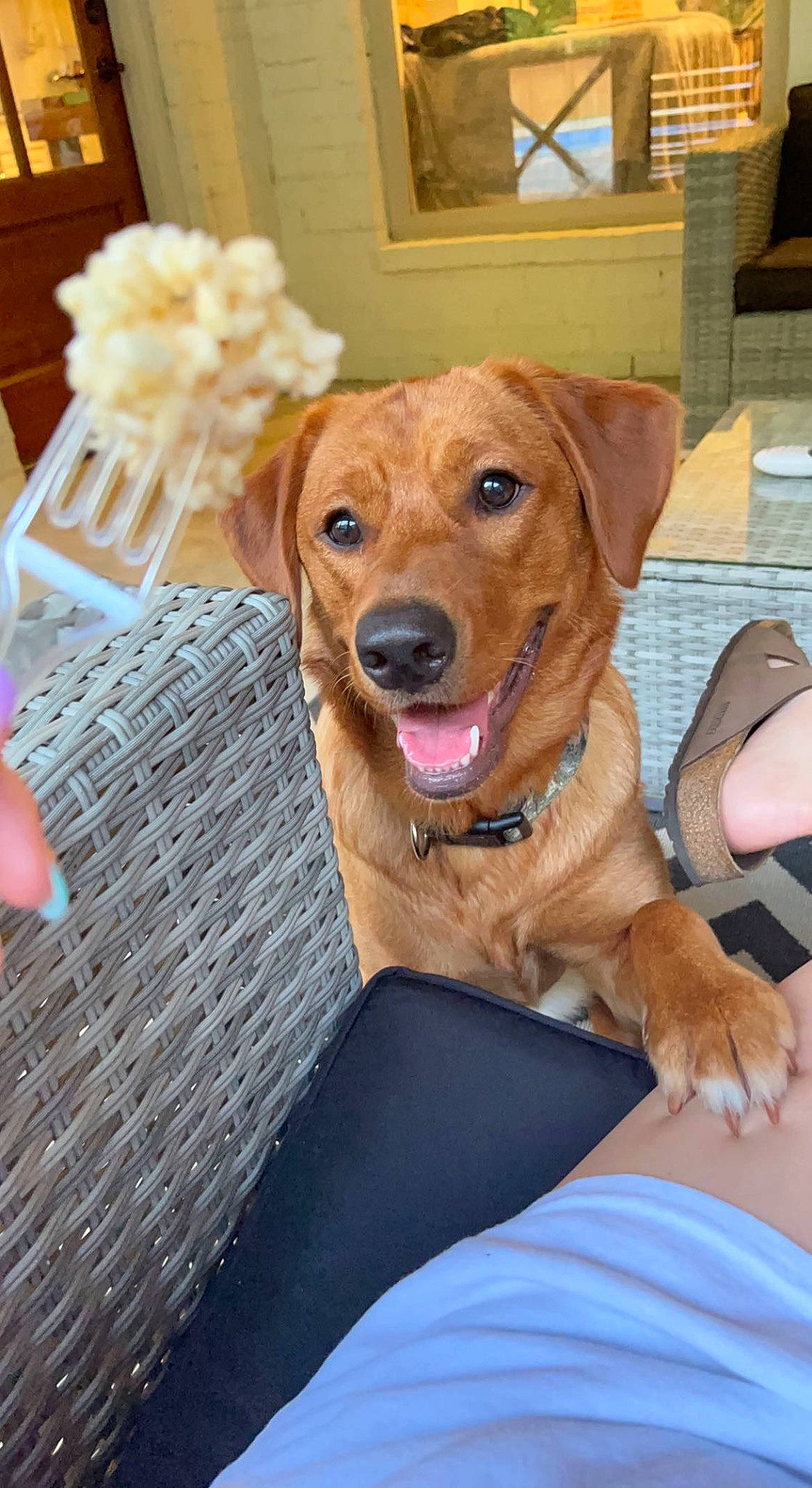 Hazel is registered to the contest to win money with this photo: canidae, carnivore, chair, collar, companion_dog, dog, dog_breed, dog_collar, dog_supply, event, fawn, fur, liver, paw, plant, retriever, snout, sporting_group, whiskers, working_animal