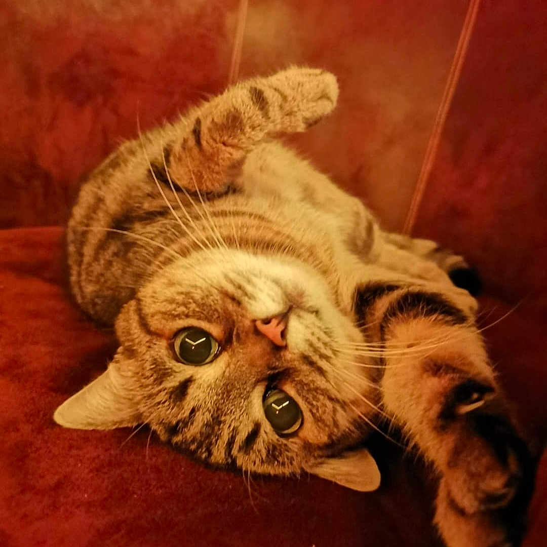 Meïka a rejoint le concours — aidez-le/la à gagner de superbes lots ! abyssinian, animal, cat, chair, couch, cushion, face, furniture, hardwood, head, homedecor, indoors, kitten, manx, person, pet, photography, portrait, sleeping, wood