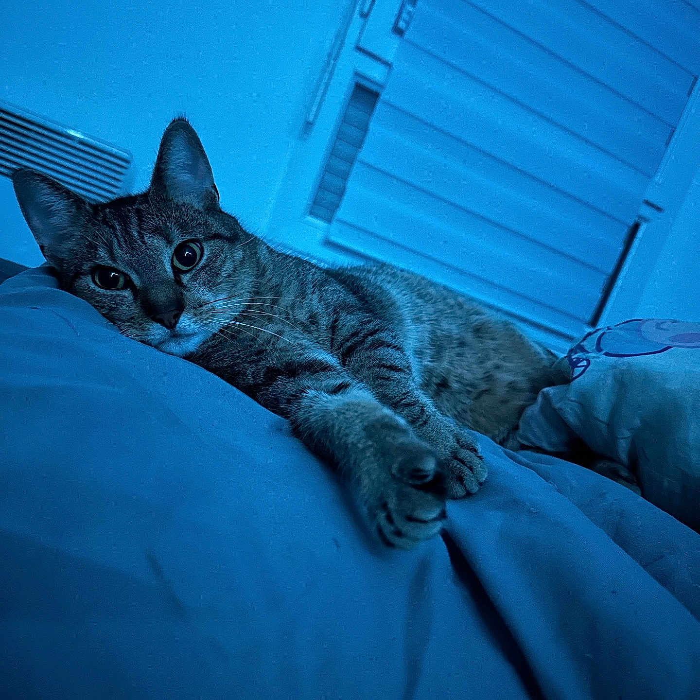 Kiara participe au concours pour gagner de l'argent avec cette photo : abyssinian, animal, bed, bedroom, blanket, cat, couch, cushion, egyptiancat, furniture, hardwood, homedecor, indoors, kitten, manx, person, pet, room, sleeping, wood