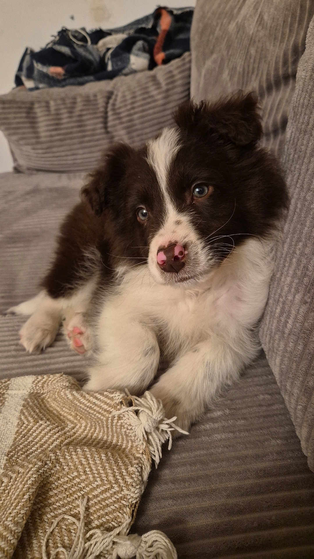 Atom a rejoint le concours — aidez-le/la à gagner de superbes lots ! puppy, dog, pet, couch, blanket, fur, nose, paw, indoor, cozy, striped, relaxing, cute, animal, young, face, brown, white, closeup, resting