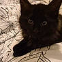 cat, black_cat, bed, blanket, floral_pattern, indoor, pet, animal, feline, fur, cute, resting, cozy, curious, whiskers, ears, eyes, comfort, soft, domestic