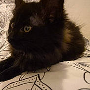 Minette participe au concours pour gagner de l'argent avec cette photo : cat, black_cat, pet, animal, fur, bedspread, floral_pattern, indoor, cute, whiskers, ears, paws, resting, feline, domestic_animal, cozy, looking_away, soft_texture, closeup, laying_down