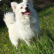 Loulou a rejoint le concours — aidez-le/la à gagner de superbes lots !