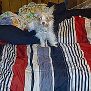 Lala is registered to the contest to win money with this photo: alert, animal, bed, blanket, comfort, companion, cozy, curious, cute, dog, fur, furniture, home, indoor, pet, pillow, resting, small_dog, striped, wood_paneling