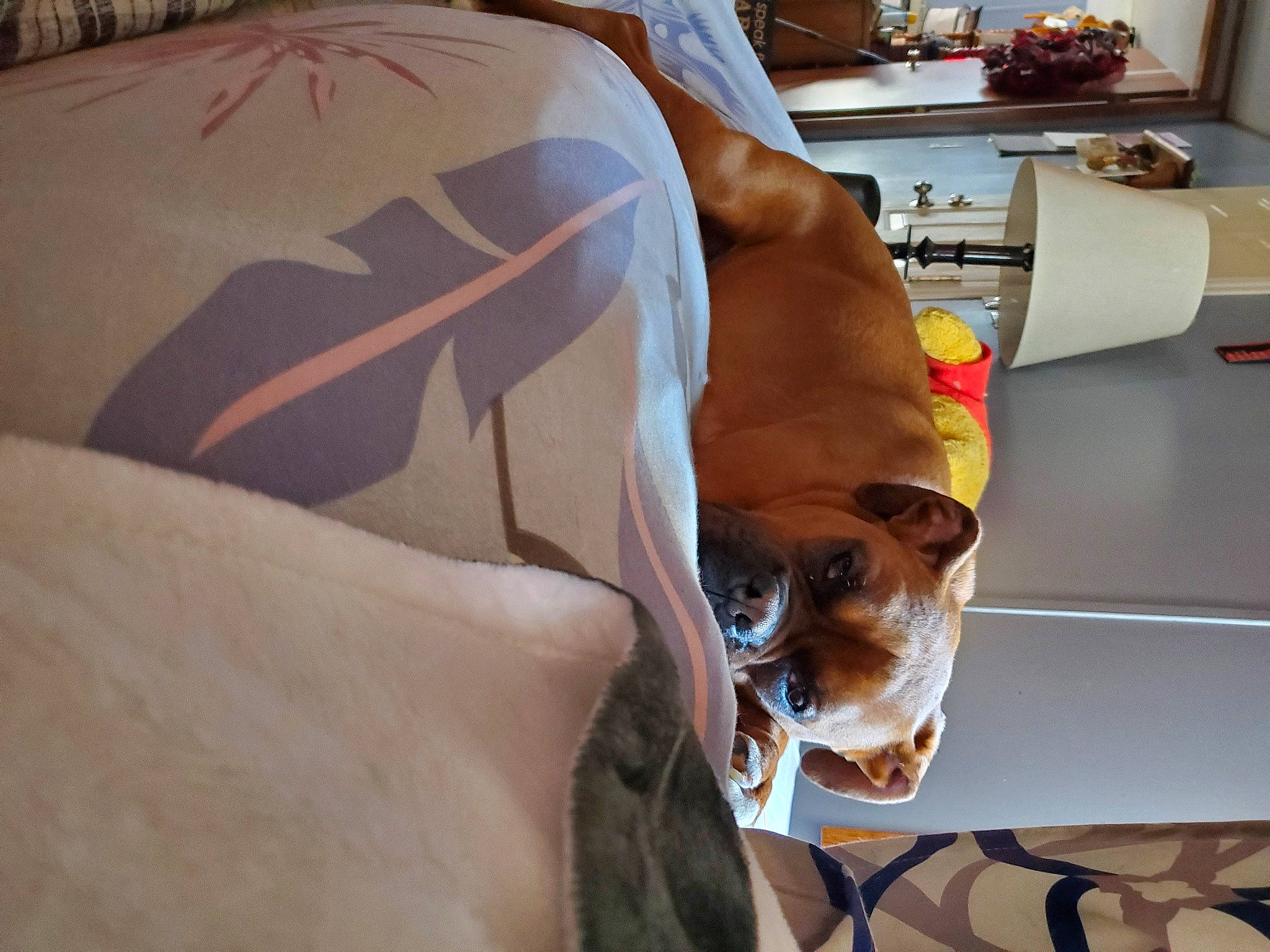 Emmy is registered to the contest to win money with this photo: bedding, canidae, carnivore, comfort, companion_dog, couch, dog, dog_breed, dog_supply, eyewear, fawn, flooring, linens, non_sporting_group, room, shelf, snout, sporting_group, wood, working_animal