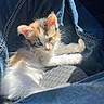 kitten, cat, denim, jeans, sunlight, furry, pet, cute, animal, resting, small, young, cozy, indoor, soft, white, orange, fur, relaxing, closeup