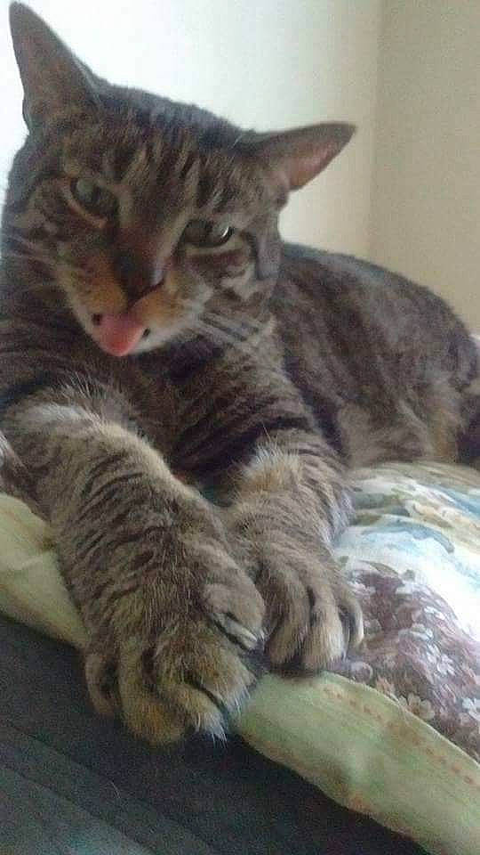 Moby joined the competition — help win amazing prizes! american_shorthair, california_spangled, carnivoran, cat, cat_like_mammal, domestic_short_haired_cat, dragon_li, european_shorthair, fauna, fur, kitten, ocicat, pixie_bob, small_to_medium_sized_cats, snout, tabby_cat, whiskers