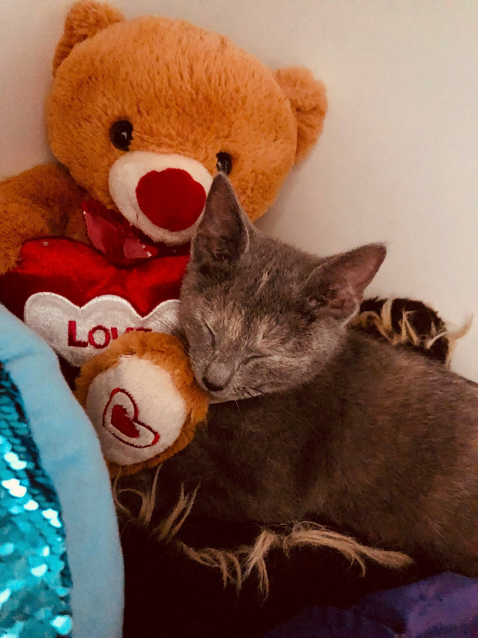 Claire joined the competition — help win amazing prizes! art, baby_toys, bed, carmine, carnivore, cat, comfort, domestic_short_haired_cat, fawn, felidae, fur, mammal, plush, small_to_medium_sized_cats, stuffed_toy, tail, teddy_bear, toy, vertebrate, whiskers