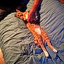 cat, orange_tabby, bed, comforter, human_arm, tattoo, pet, indoor, relaxed, stretching, animal, feline, domestic_cat, sleepy, cozy, paws, fur, resting, content, hand