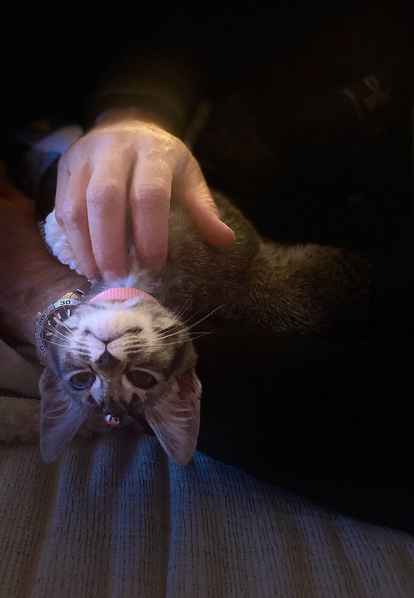 Lola joined the competition — help win amazing prizes! cat, claw, darkness, domestic_short_haired_cat, felidae, flesh, fur, gesture, hand, nail, paw, small_to_medium_sized_cats, thumb, whiskers, wood, wrist