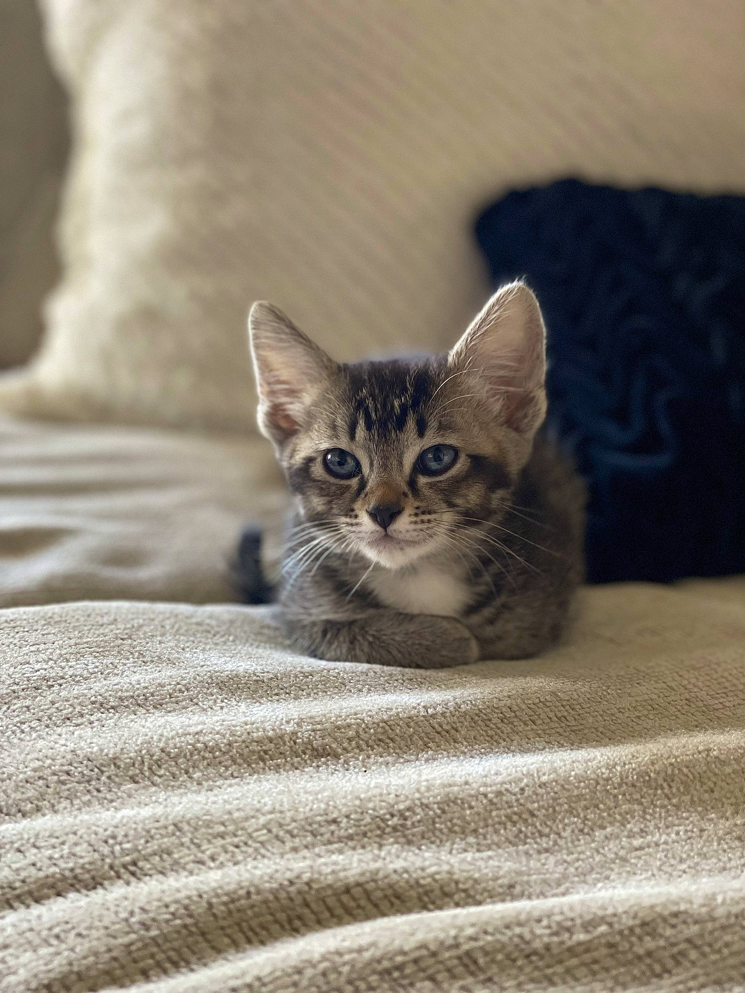 Lola is registered to the contest to win money with this photo: bed, carnivore, cat, comfort, domestic_short_haired_cat, door, fawn, felidae, fur, grey, linens, paw, sitting, small_to_medium_sized_cats, snout, tail, terrestrial_animal, whiskers, wildlife, wood