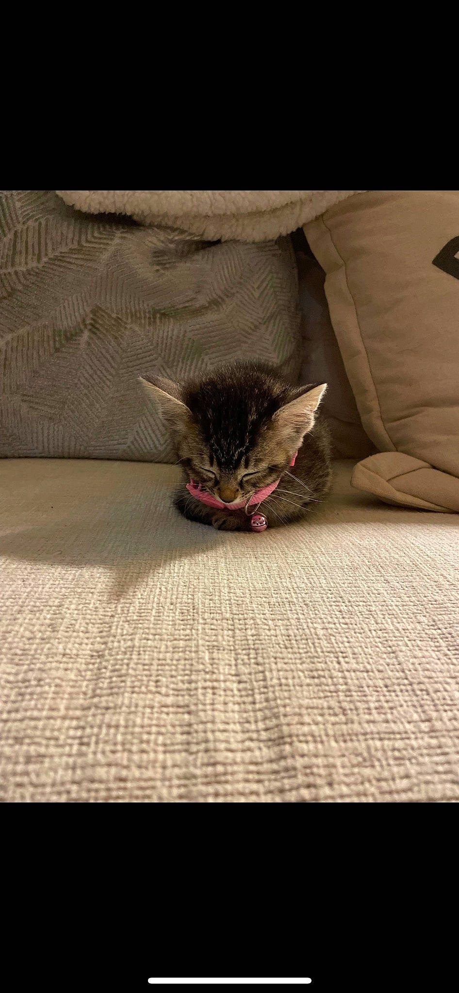 Lola is registered to the contest to win money with this photo: carnivore, cat, claw, comfort, domestic_short_haired_cat, fawn, felidae, flooring, foot, fur, grey, human_leg, linens, paw, plant, room, small_to_medium_sized_cats, snout, whiskers, wood