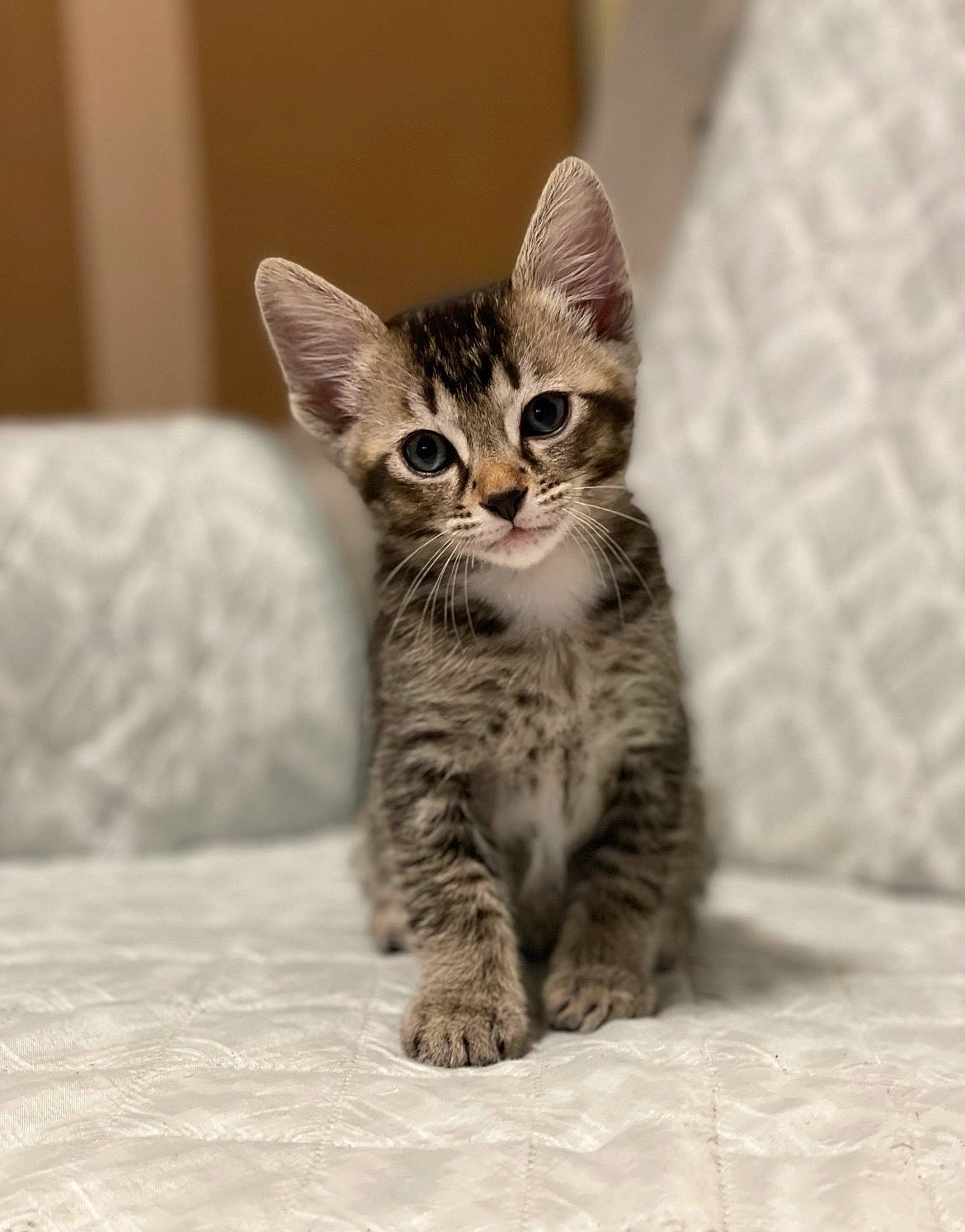 Lola is registered to the contest to win money with this photo: carnivore, cat, claw, comfort, domestic_short_haired_cat, felidae, fur, paw, sitting, small_to_medium_sized_cats, snout, tail, terrestrial_animal, whiskers