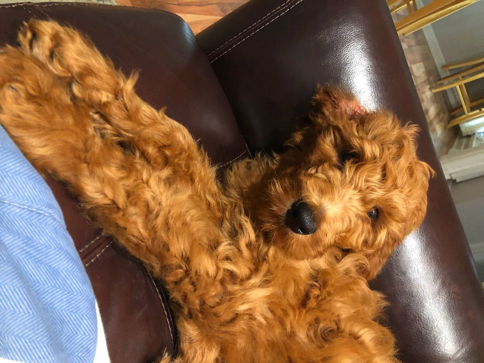 Gus is registered to the contest to win money with this photo: canidae, caramel_color, carnivore, cavapoo, cockapoo, companion_dog, dog, dog_breed, fawn, fur, maltepoo, puppy, sporting_group, terrier, toy_dog, welsh_terrier